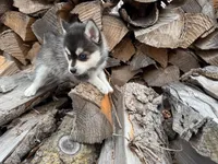 Aries, a female Alaskan Klee Kai and Pomsky for sale in Staples, MN – Photo 1 of 9