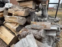 Aries, a female Alaskan Klee Kai and Pomsky for sale in Staples, MN – Photo 7 of 9