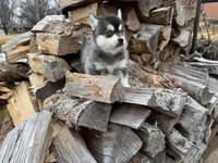 Aries, a female Alaskan Klee Kai and Pomsky for sale in Staples, MN – Photo 2 of 9