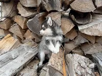 Aries, a female Alaskan Klee Kai and Pomsky for sale in Staples, MN – Photo 8 of 9