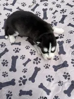 Denali, a female Siberian Husky for sale in Staples, MN – 5 of 5