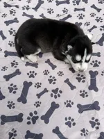 Denali, a female Siberian Husky for sale in Staples, MN – 2 of 5