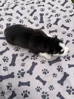 Yukon, a male Siberian Husky for sale in Staples, MN – 2 of 5