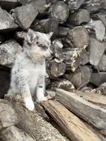 Galaxy, a female Alaskan Klee Kai and Pomsky for sale in Staples, MN – Photo 2 of 7