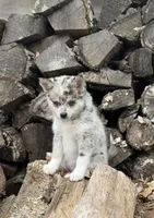 Galaxy, a female Alaskan Klee Kai and Pomsky for sale in Staples, MN – Photo 3 of 7
