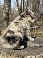 Galaxy, a female Alaskan Klee Kai and Pomsky for sale in Staples, MN – Photo 4 of 7