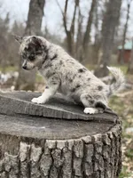 Galaxy, a female Alaskan Klee Kai and Pomsky for sale in Staples, MN – Photo 7 of 7