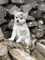 Galaxy, a female Alaskan Klee Kai and Pomsky for sale in Staples, MN – Photo 6 of 7