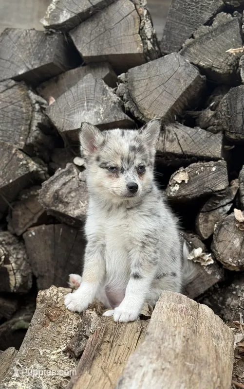 Galaxy – Alaskan Klee Kai, Pomsky puppy for sale in Staples, MN