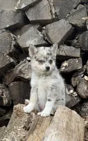 Galaxy, a female Alaskan Klee Kai and Pomsky for sale in Staples, MN – Photo 1 of 7