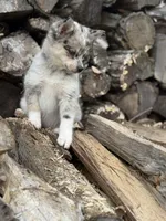 Galaxy, a female Alaskan Klee Kai and Pomsky for sale in Staples, MN – Photo 5 of 7