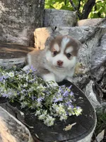 Cayenne, a male Pomsky for sale in Staples, MN – 3 of 6