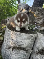 Paprika, a male Pomsky for sale in Staples, MN – 6 of 7