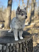 Comet, a female Alaskan Klee Kai and Pomsky for sale in Staples, MN – 5 of 9