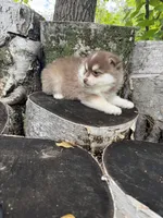 Paprika, a male Pomsky for sale in Staples, MN – 3 of 5