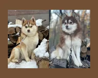 Chili, a male Pomsky for sale in Staples, MN – 6 of 6