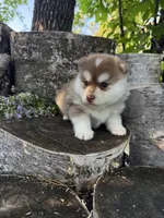 Chili, a male Pomsky for sale in Staples, MN – 4 of 7