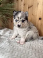 Galaxy, a female Alaskan Klee Kai and Pomsky for sale in Staples, MN – Photo 1 of 6