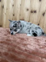 Galaxy, a female Alaskan Klee Kai and Pomsky for sale in Staples, MN – Photo 5 of 6