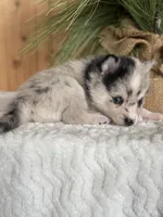 Galaxy, a female Alaskan Klee Kai and Pomsky for sale in Staples, MN – Photo 4 of 6