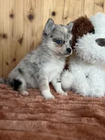 Galaxy, a female Alaskan Klee Kai and Pomsky for sale in Staples, MN – Photo 3 of 6