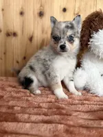 Galaxy, a female Alaskan Klee Kai and Pomsky for sale in Staples, MN – Photo 4 of 6