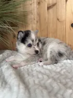 Galaxy, a female Alaskan Klee Kai and Pomsky for sale in Staples, MN – Photo 3 of 6