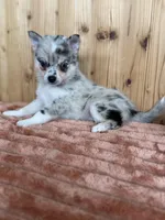 Galaxy, a female Alaskan Klee Kai and Pomsky for sale in Staples, MN – Photo 2 of 6