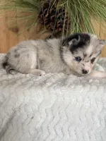 Galaxy, a female Alaskan Klee Kai and Pomsky for sale in Staples, MN – Photo 2 of 6
