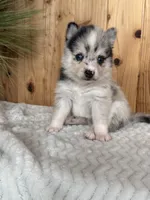 Galaxy, a female Alaskan Klee Kai and Pomsky for sale in Staples, MN – Photo 6 of 6