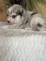 Galaxy, a female Alaskan Klee Kai and Pomsky for sale in Staples, MN – Photo 5 of 6