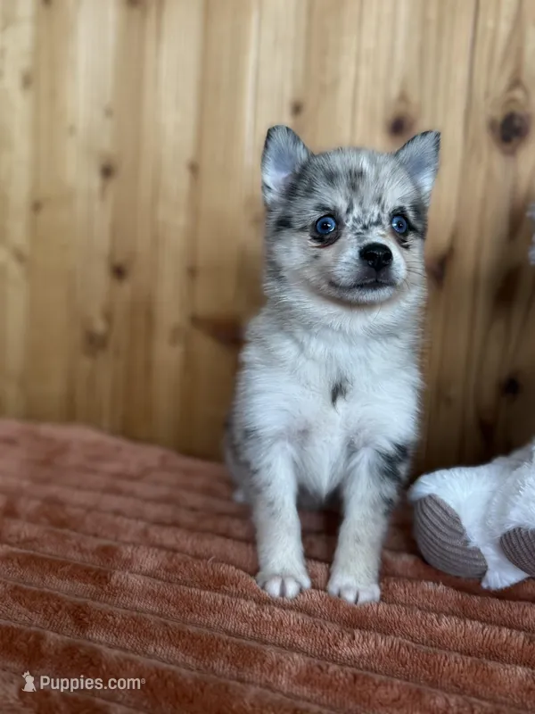 Galaxy – Alaskan Klee Kai, Pomsky puppy for sale in Staples, MN