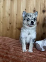 Galaxy, a female Alaskan Klee Kai and Pomsky for sale in Staples, MN – Photo 1 of 6