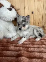 Galaxy, a female Alaskan Klee Kai and Pomsky for sale in Staples, MN – Photo 6 of 6