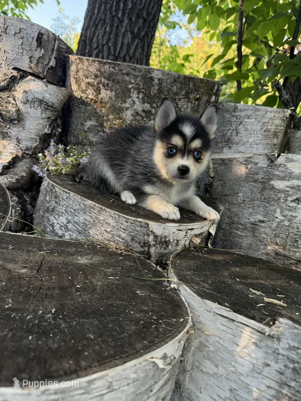 Razzle – Alaskan Klee Kai, Pomsky puppy for sale in Staples, MN