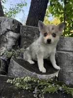 Sparks, a female Alaskan Klee Kai and Pomsky for sale in Staples, MN – 1 of 6