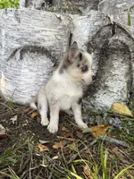 Glitter, a female Alaskan Klee Kai and Pomsky for sale in Staples, MN – 3 of 6