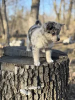 Comet, a female Alaskan Klee Kai for sale in Staples, MN – Photo 1 of 6