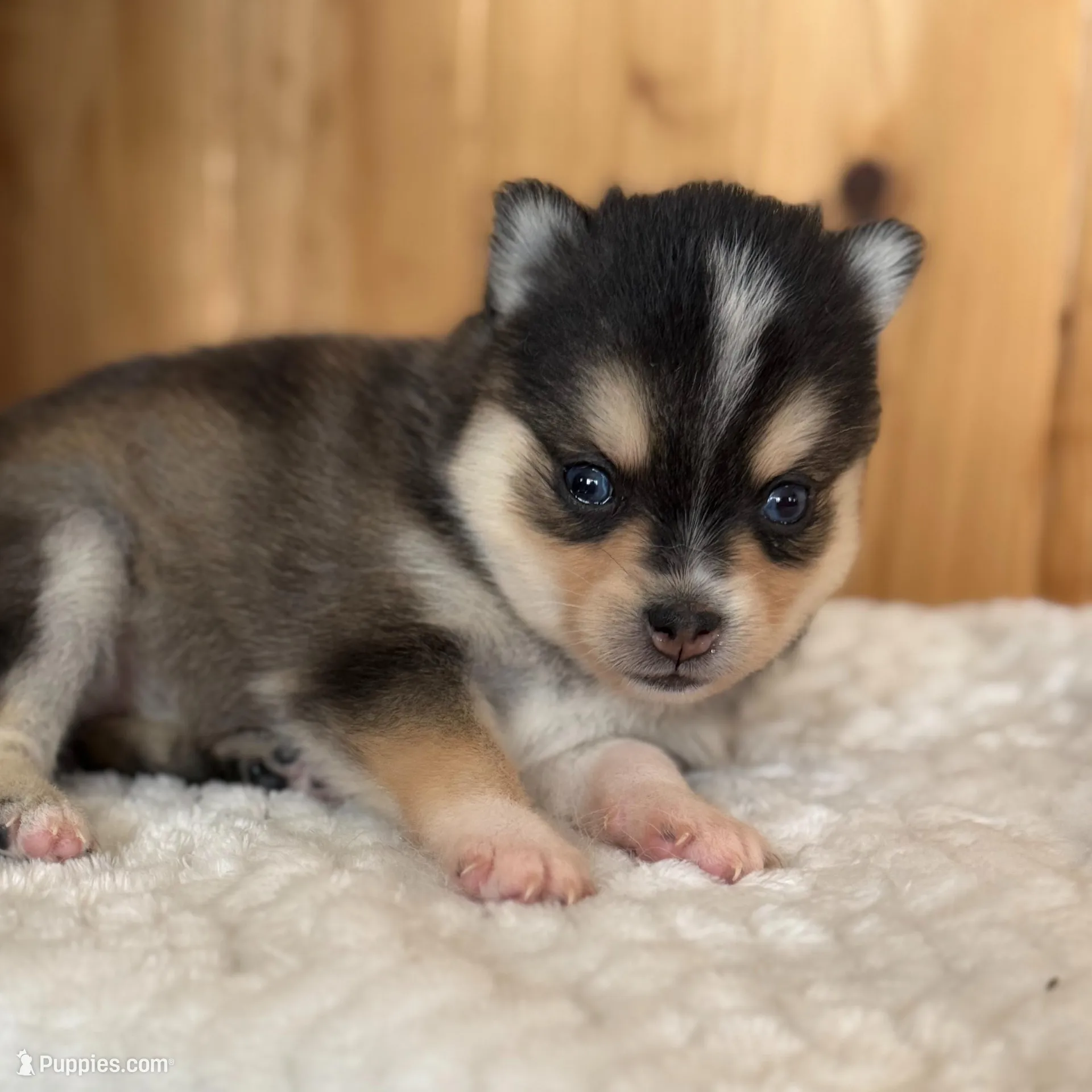Dawn, a female Alaskan Klee Kai and Pomsky for sale in Staples, MN – Photo 2 of 6