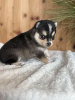 Dawn, a female Alaskan Klee Kai and Pomsky for sale in Staples, MN – Photo 5 of 6
