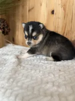 Dawn, a female Alaskan Klee Kai and Pomsky for sale in Staples, MN – Photo 3 of 6