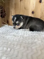 Dawn, a female Alaskan Klee Kai and Pomsky for sale in Staples, MN – Photo 6 of 6