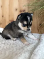 Dawn, a female Alaskan Klee Kai and Pomsky for sale in Staples, MN – Photo 4 of 6