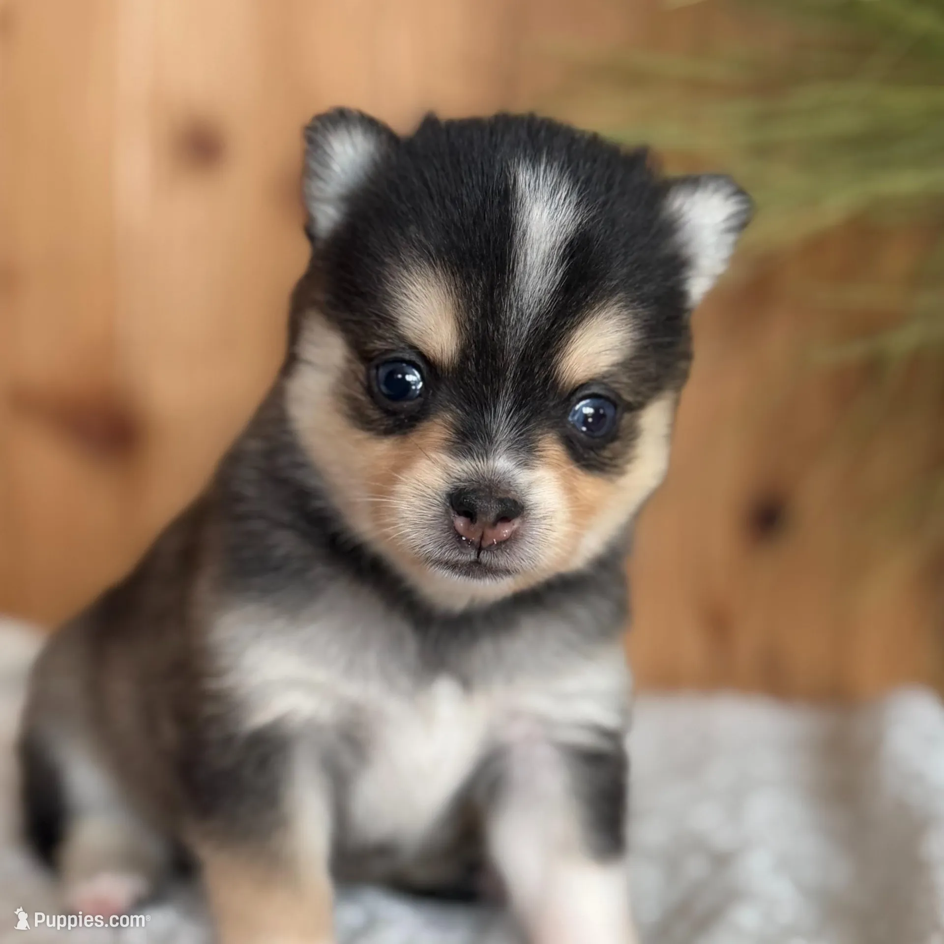 Dawn, a female Alaskan Klee Kai and Pomsky for sale in Staples, MN – Photo 1 of 6