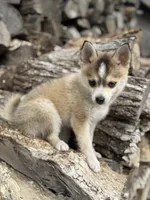 Steel, a male Pomsky for sale in Staples, MN – 5 of 10