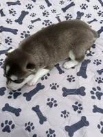 Timber, a male Siberian Husky for sale in Staples, MN – 4 of 5