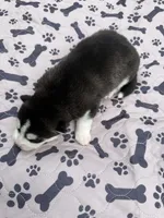 Kodiak, a male Siberian Husky for sale in Staples, MN – 5 of 5