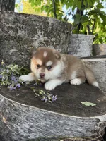 Chili, a male Pomsky for sale in Staples, MN – 2 of 6
