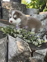 Cayenne, a male Pomsky for sale in Staples, MN – 4 of 6