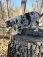 Comet, a female Alaskan Klee Kai and Pomsky for sale in Staples, MN – 6 of 9